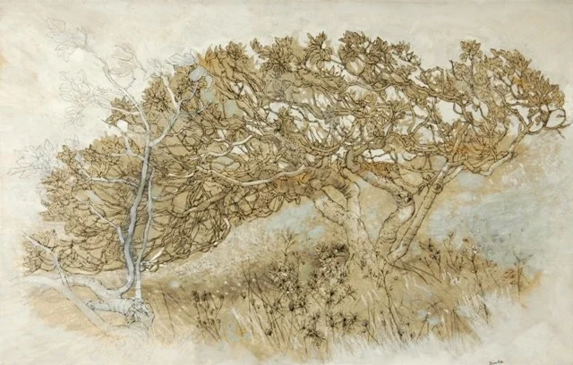 BRIAN DUNLOP | Figtree or Mandala