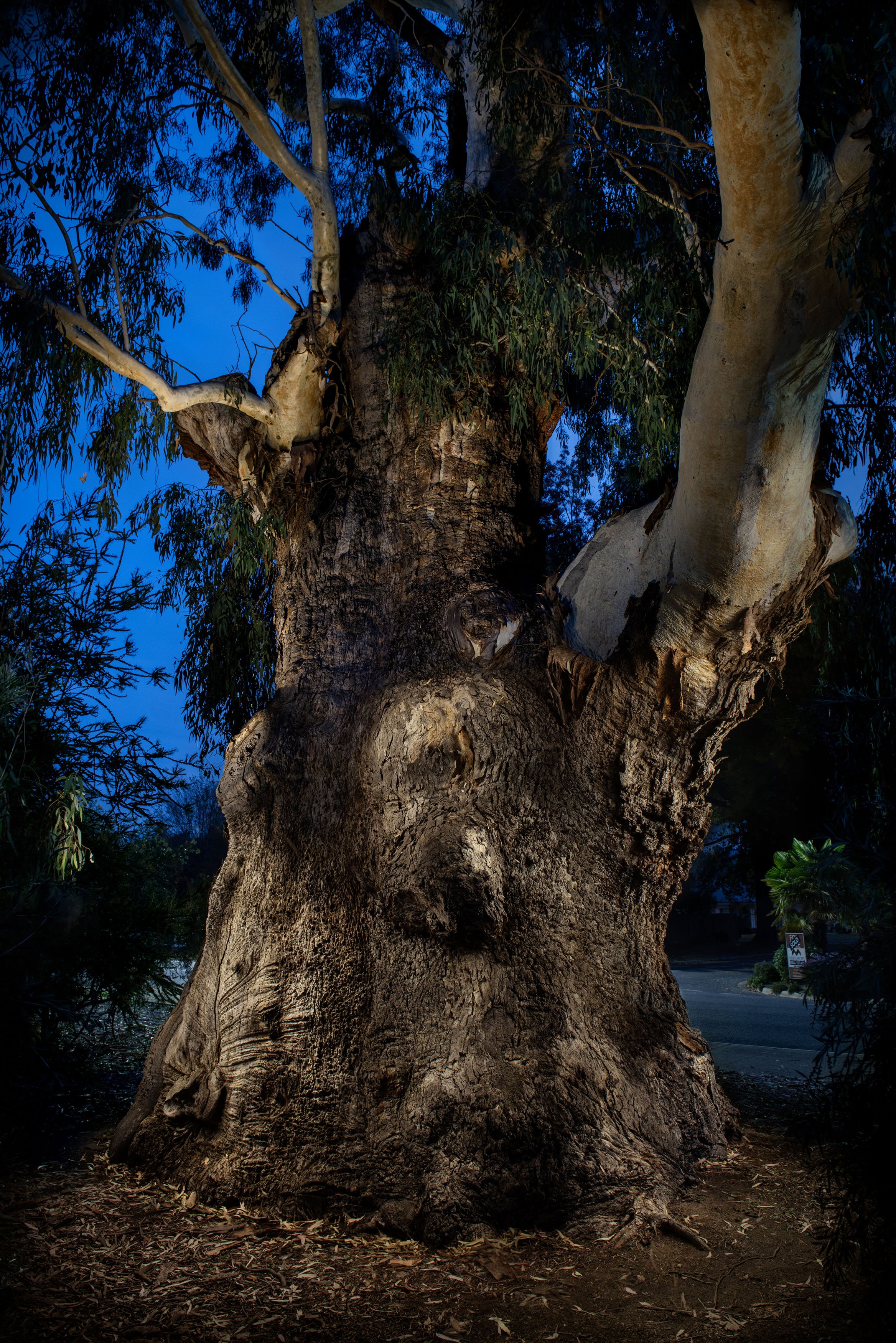 25_260423_BIG_TREE_MIDRES.jpg