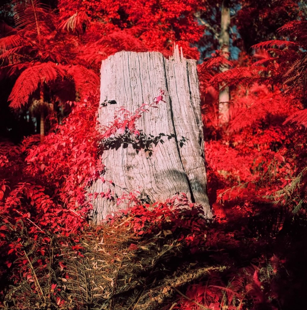 Asher Milgate | The forest floor cares for its dead