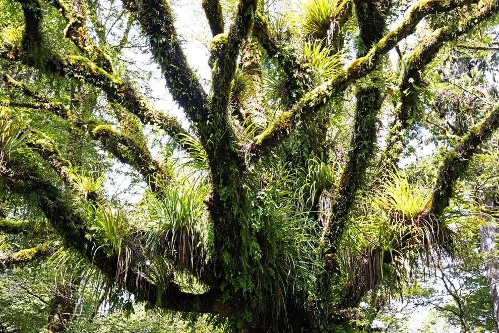 WILLIAM YANG | Tree. Lake Waikaremoana. NZ
