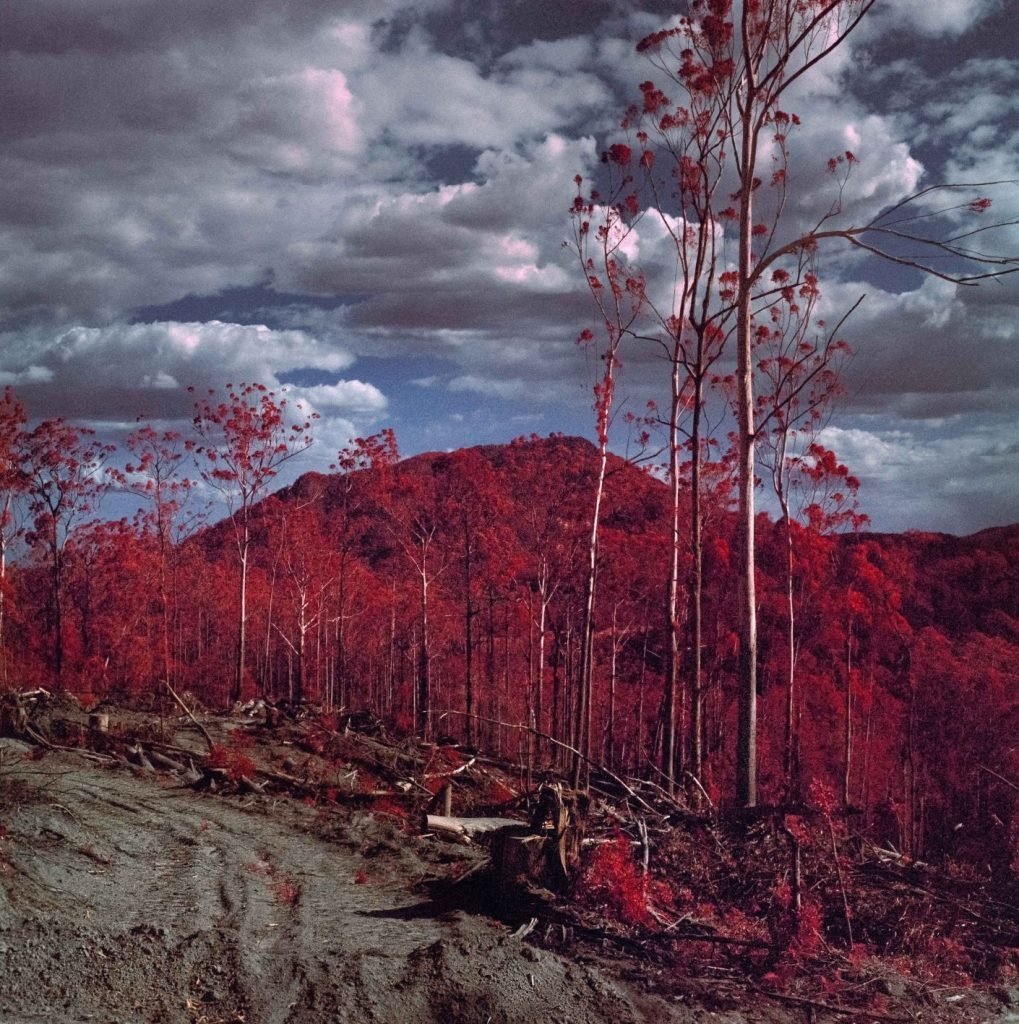 Asher Milgate | Now now little Brother