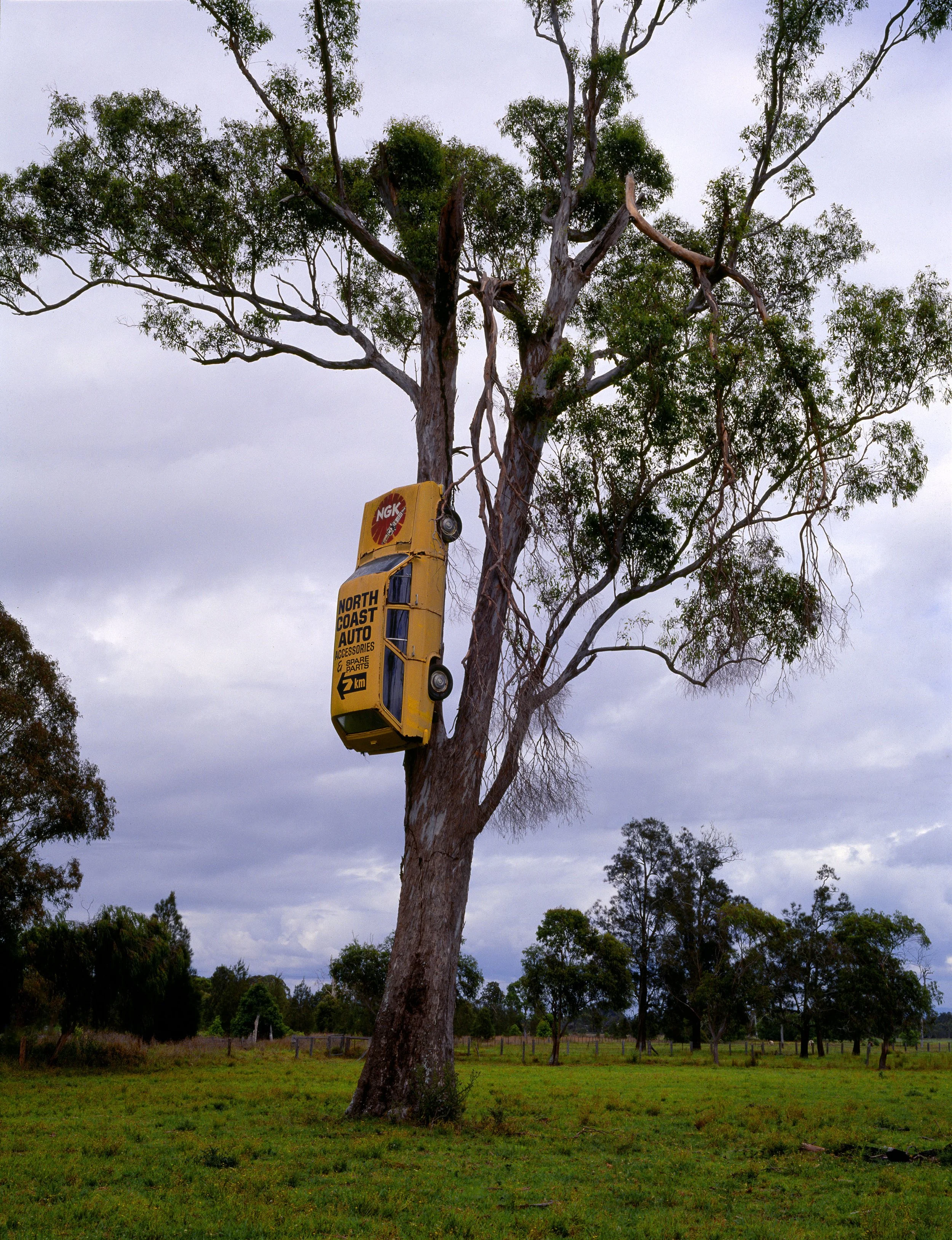 Peter Solness | Car in Tree  North coast NSW – 1997