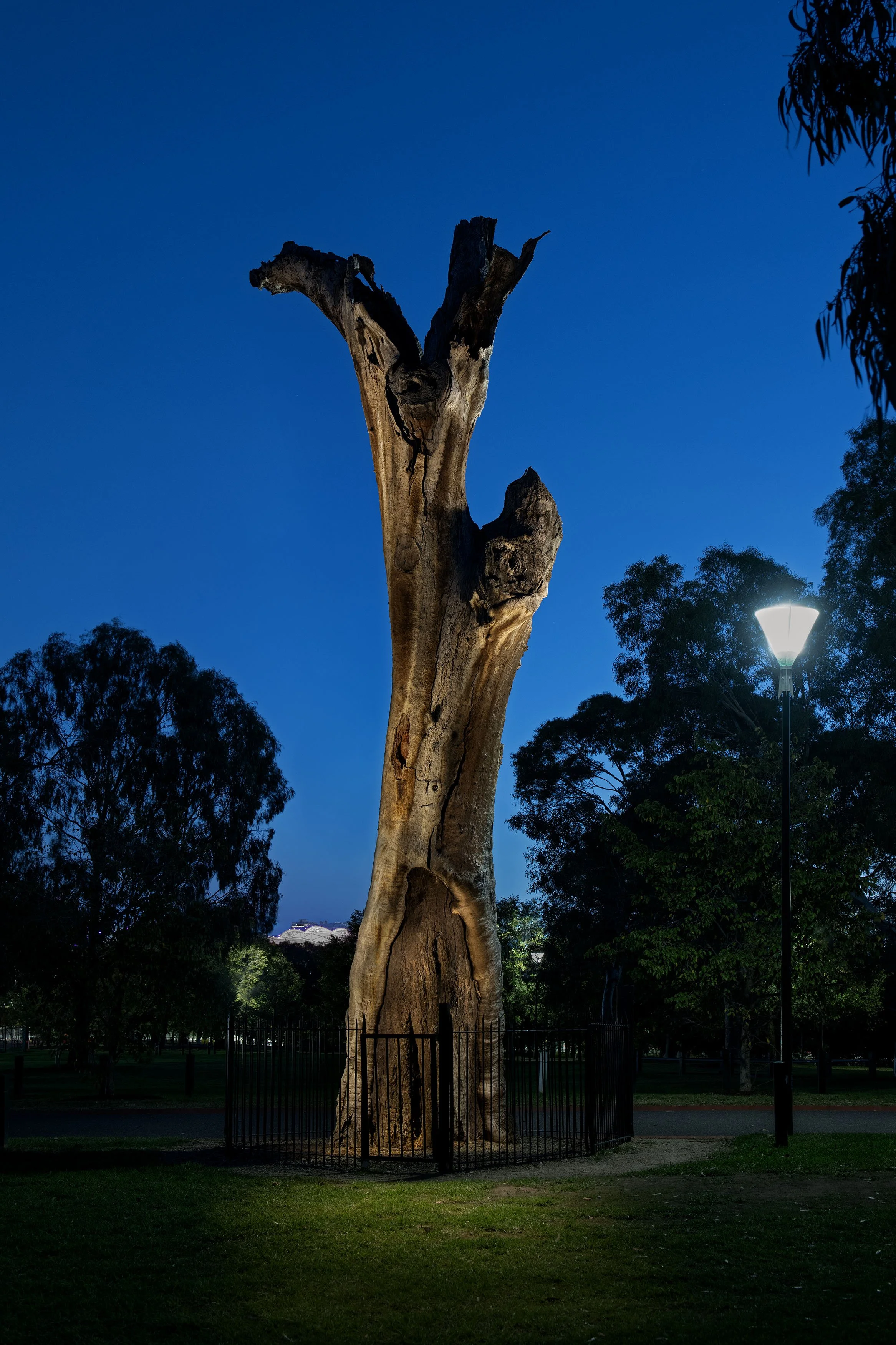 Peter Solness | Scar Tree,  MCG carpark, Melbourne, VIC – 2026