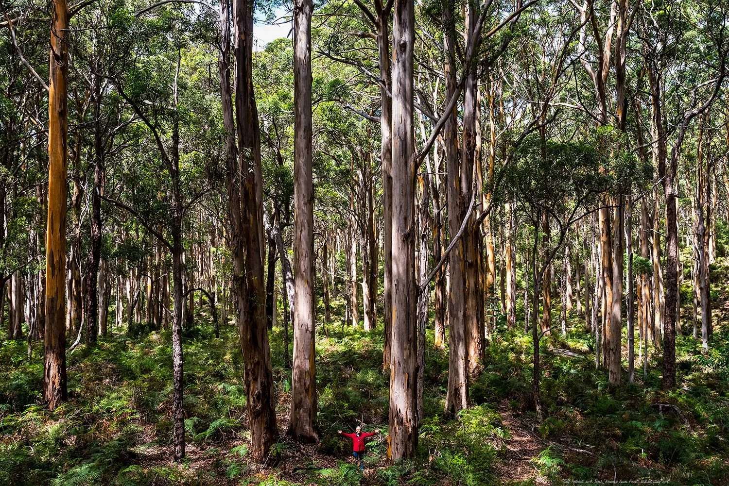 WILLIAM YANG | Self Portrait with Trees 2016