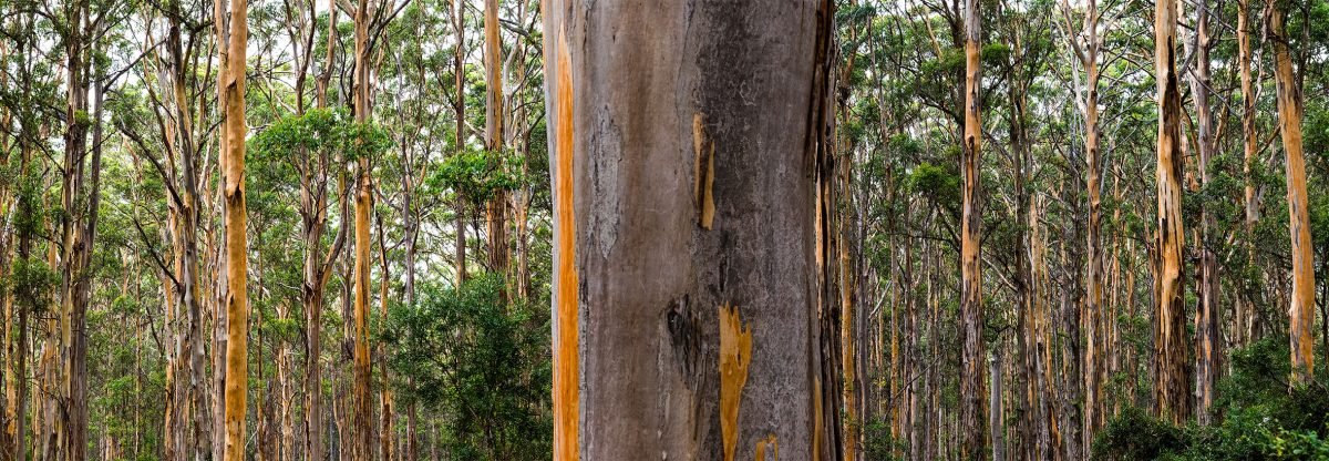 WILLIAM YANG | Boranup Karri Forest 2018