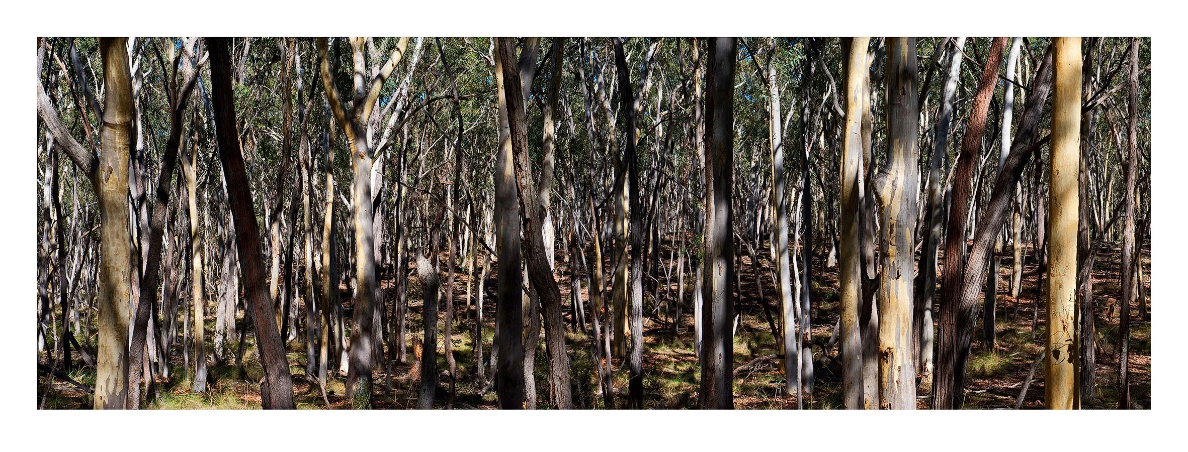 WILLIAM YANG | The Country Around Hill End #2