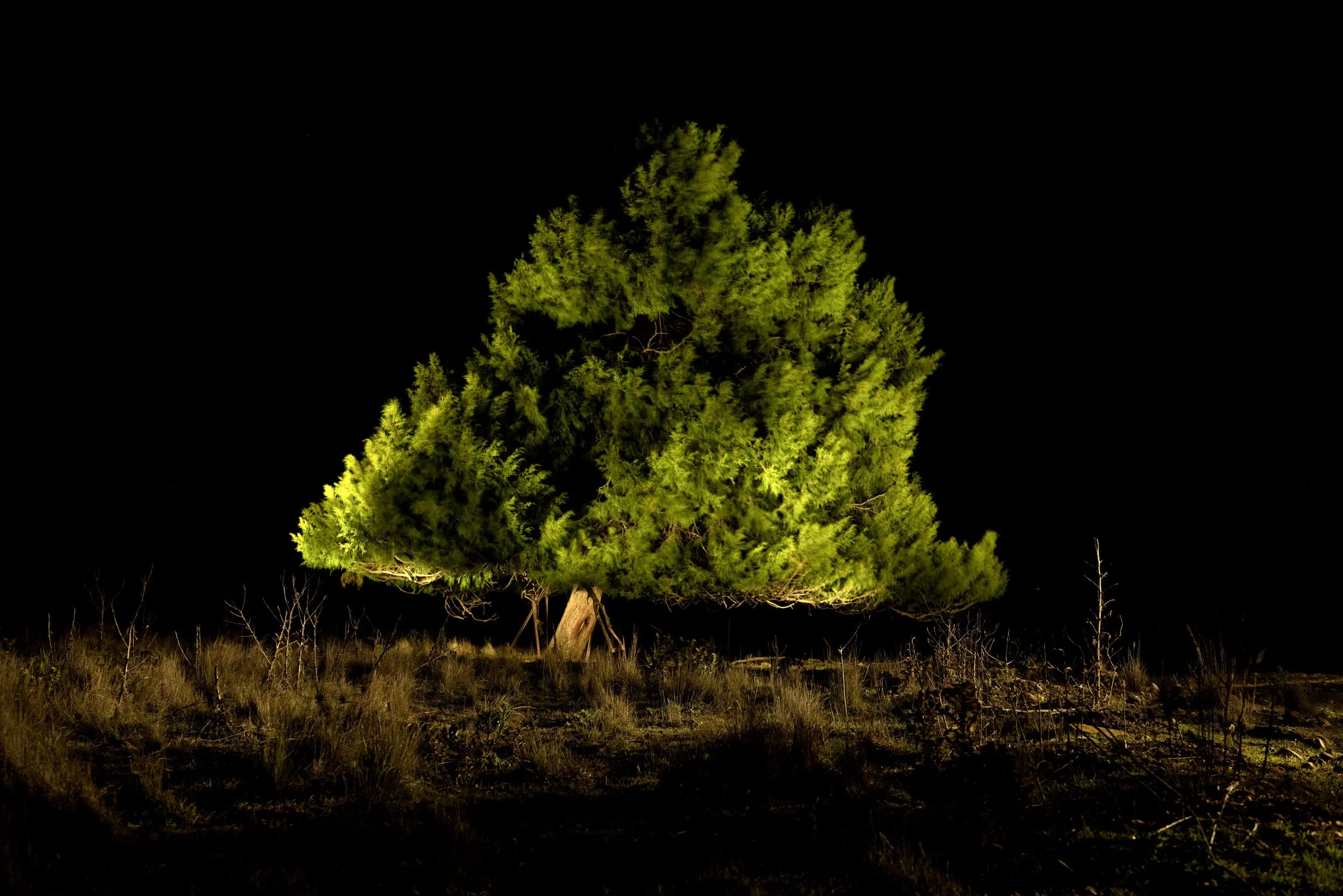 26_250401_PADDOCK_TREE_MIDRES copy.jpg