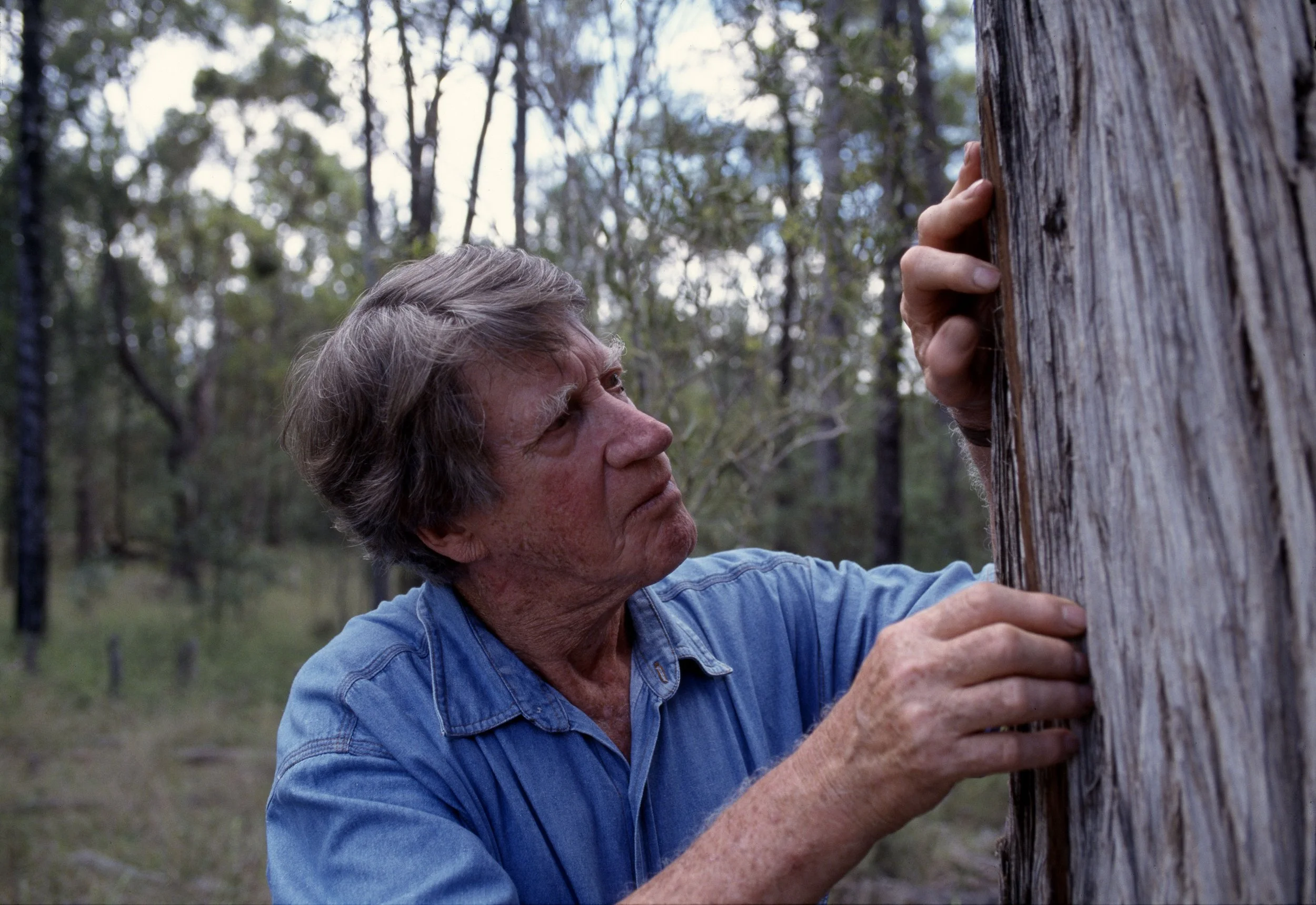 Peter Solness | Eric Rolls (1923-2007) White Cypress Pine (Callitris hugelii) Gunnedah, NSW - 1997