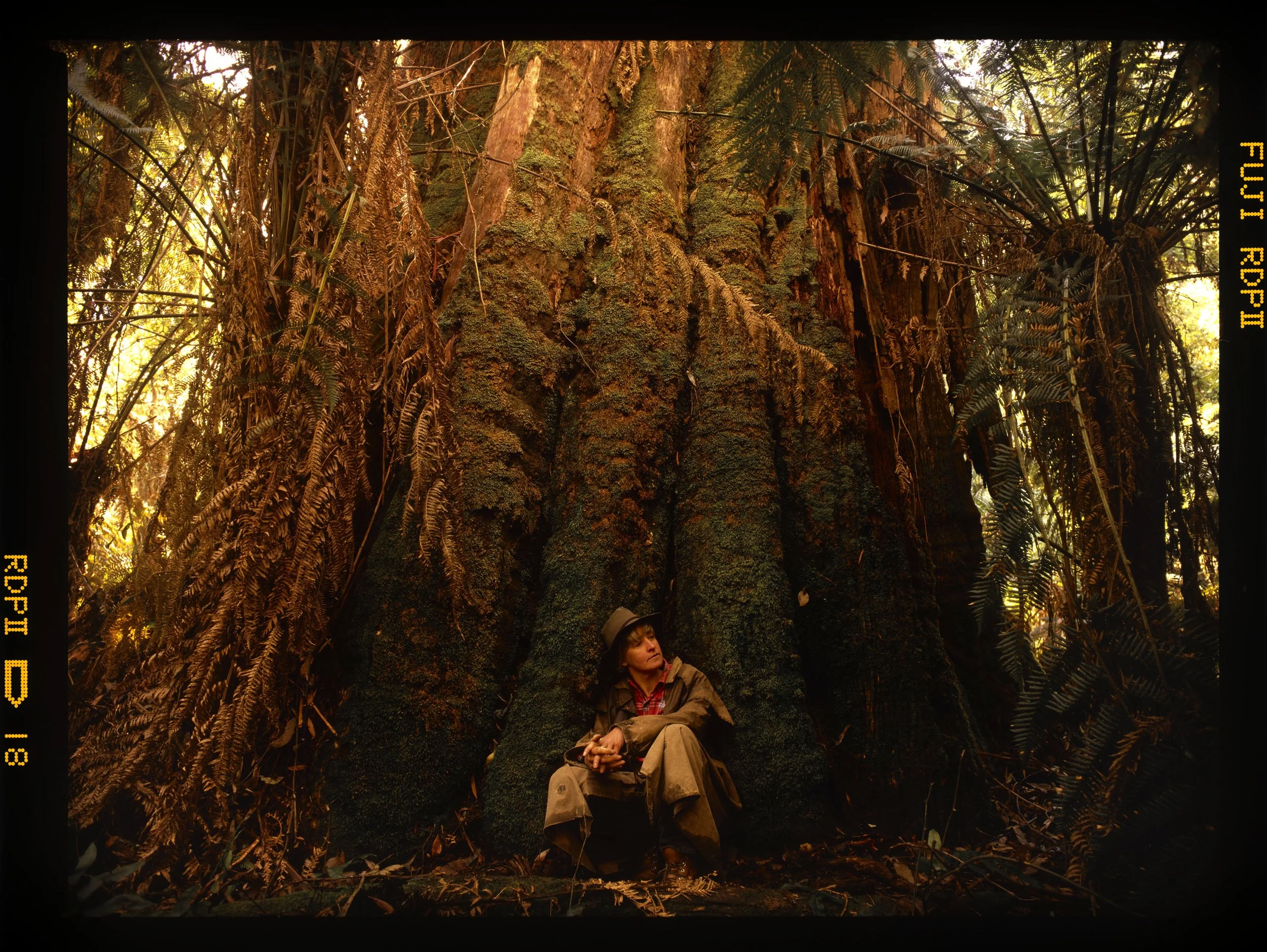 15_1997_REDWOOD_MIDRES.jpg