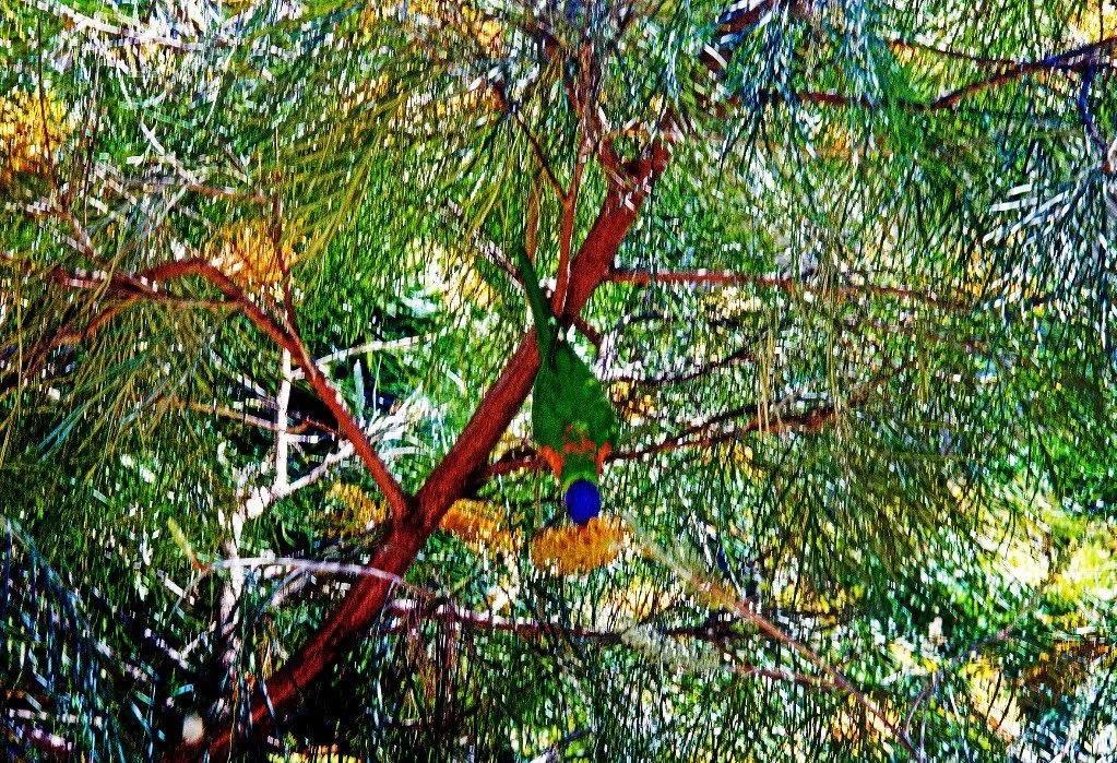 WILLIAM YANG | Lorikeet in Grevillea. Brisbane