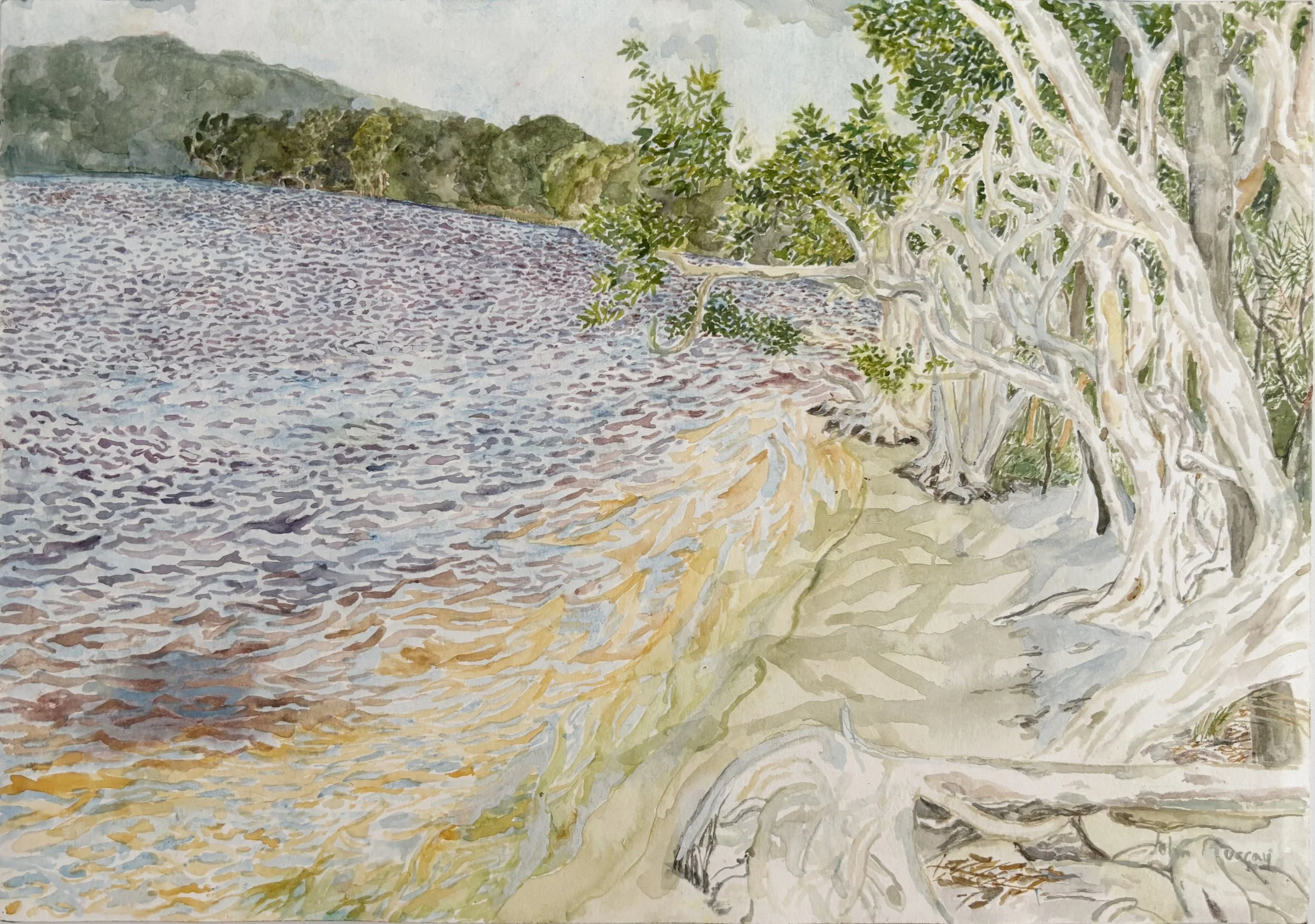 JOHN MURRAY | Melalucas at Myall Lakes #2, Worimi Country