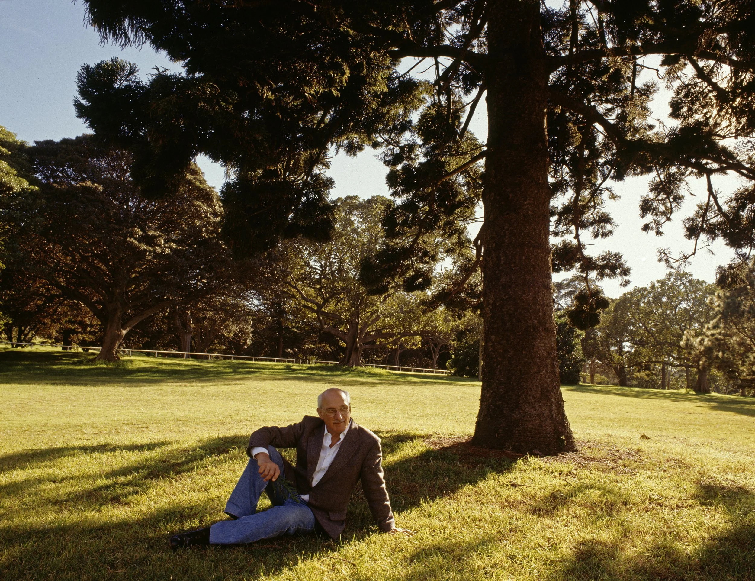 Peter Solness | David Malouf (1934-2026) Hoop pine (Araucaria cunnninghamii) Centennial Park, NSW 1998