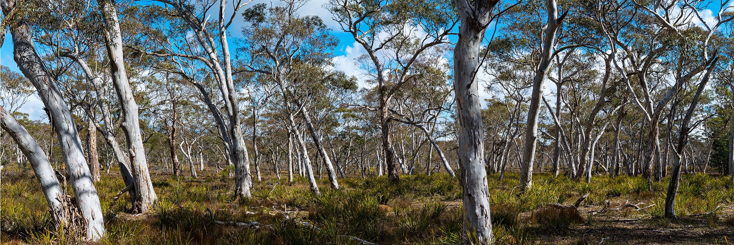 WILLIAM YANG | The Country Around Mittagong. NSW