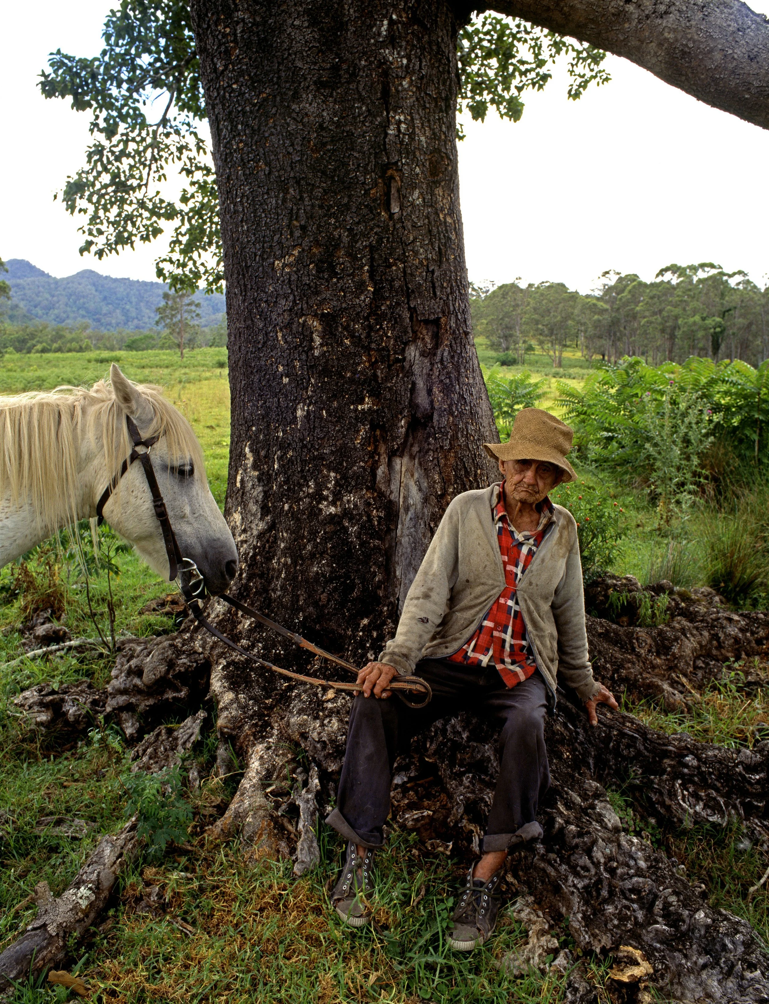 Peter Solness | Frank Supple 2. (1904-1997)  White beech tree (Gmelina leichhardtii) Five Day Creek, Macleay Valley, NSW – 1997