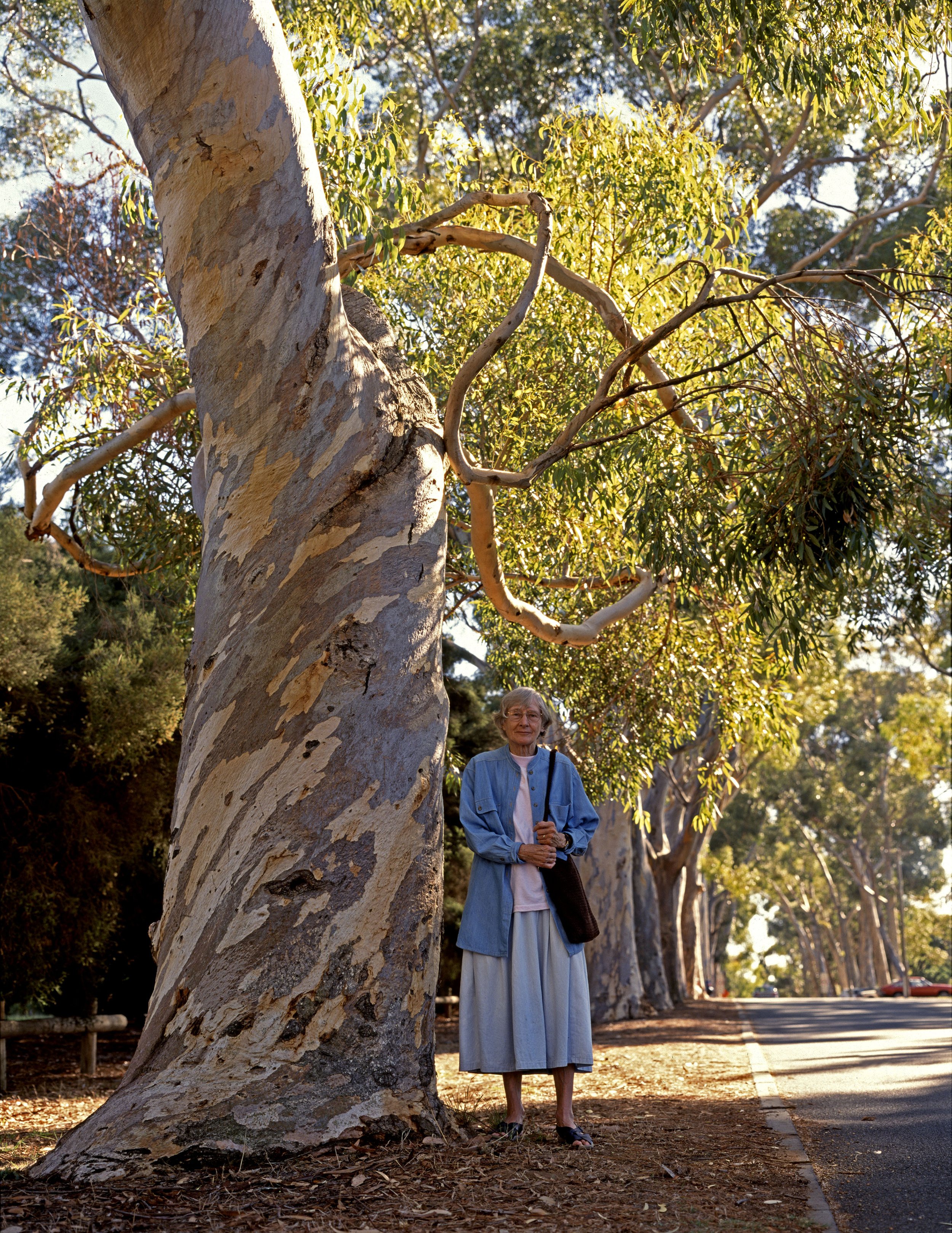 Peter Solness | Elizabeth Jolley (1923-2007) Sugar gum (Eucalyptus cladocalyx) Claremont, WA - 1998