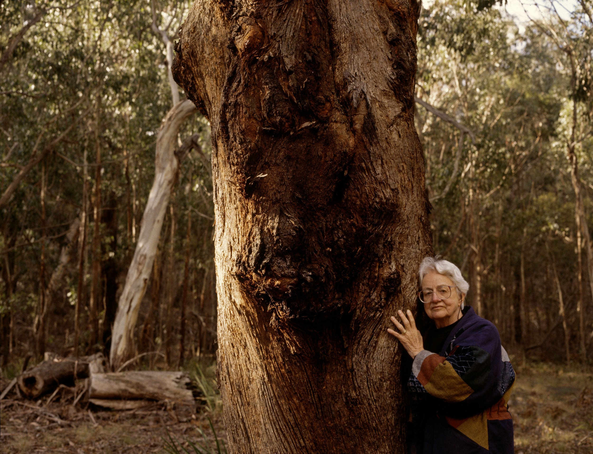 Peter Solness | Judith Wright (1915-2000) Brown-barrel (Eucalyptus fastigata) Braidwood, NSW - 1997