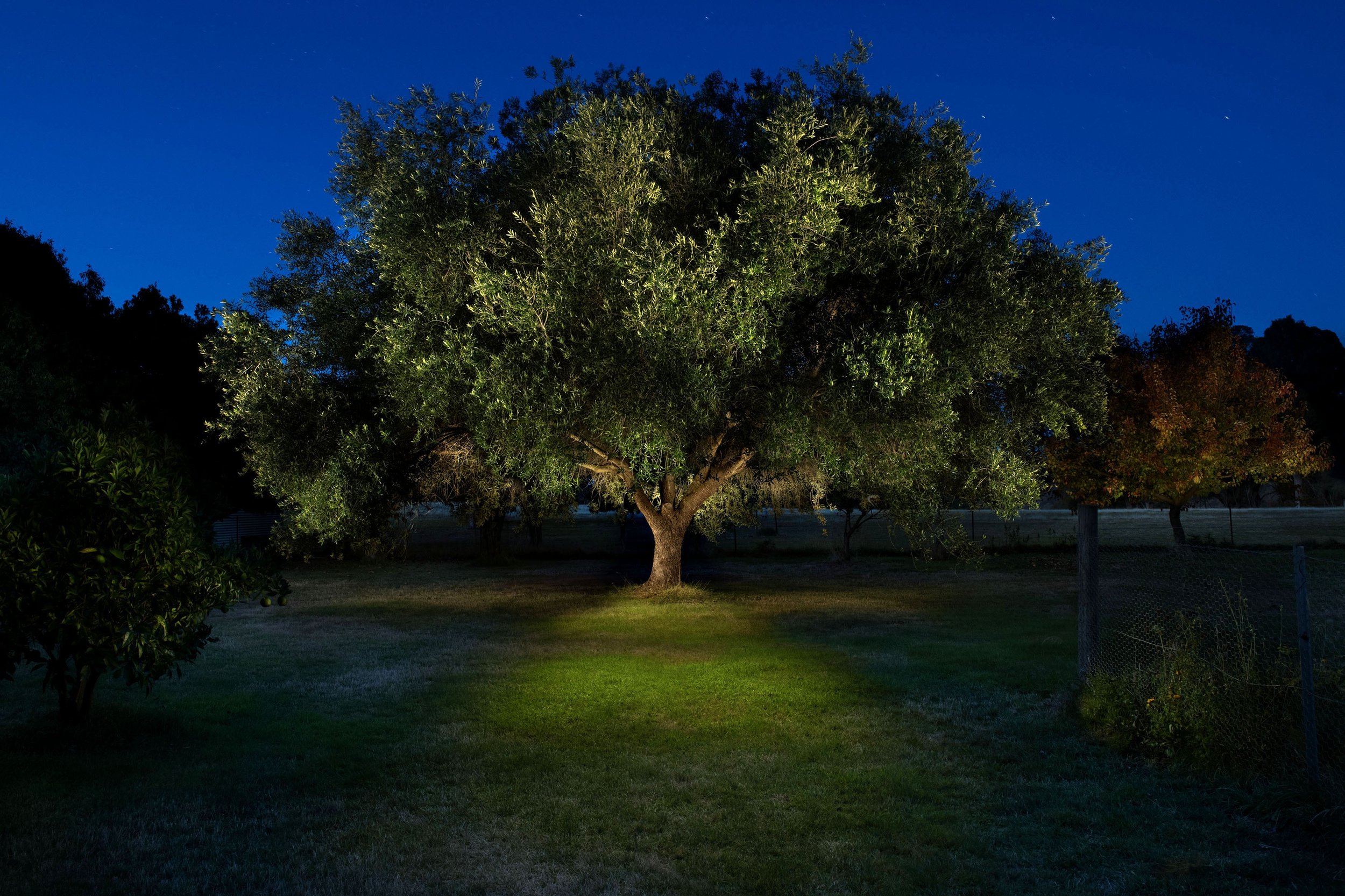 16_260421_LEUNIG_TREE_MIDRES_.jpg