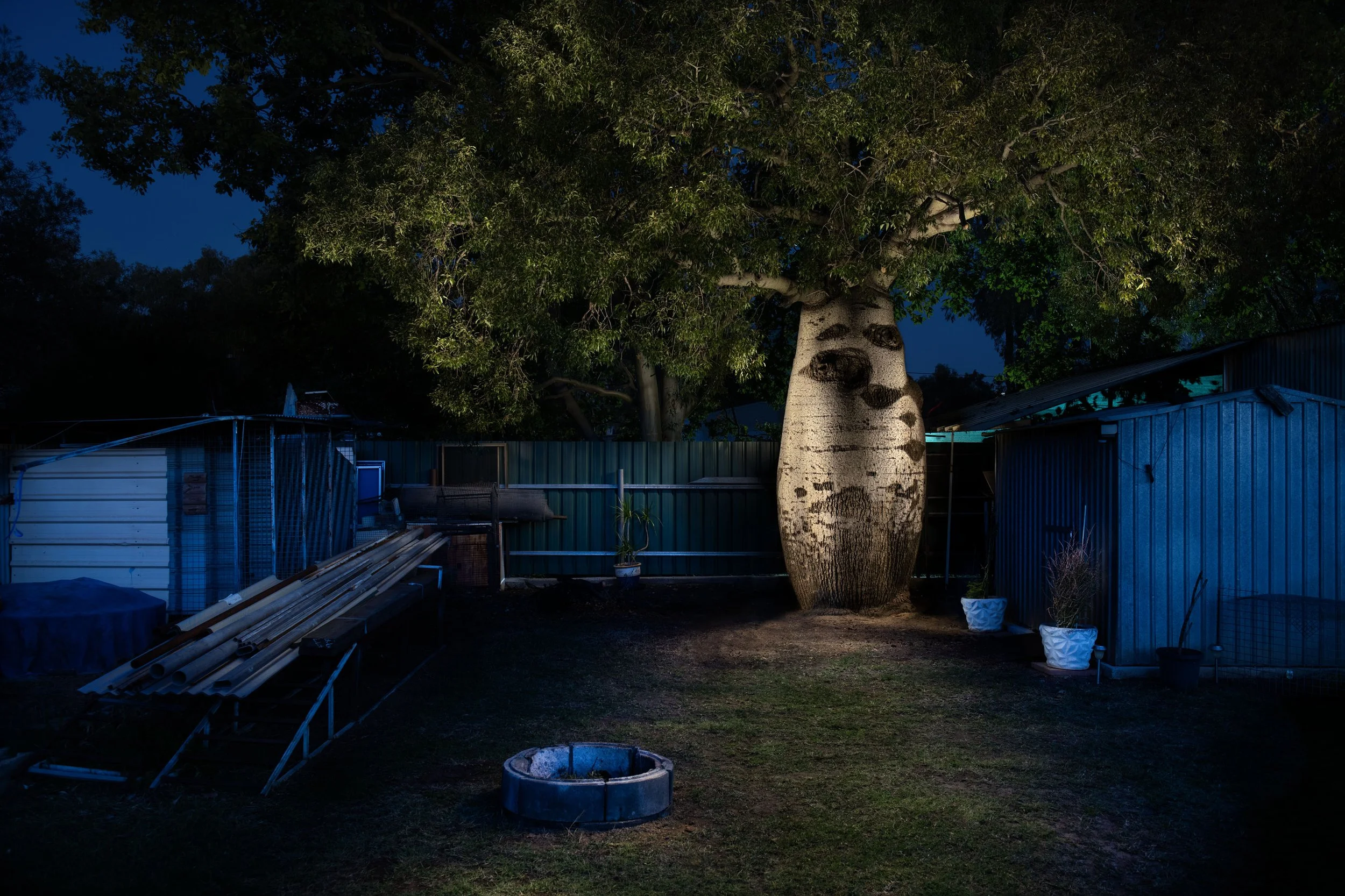 29_250902_BOTTLE_TREE_MIDRES.jpg