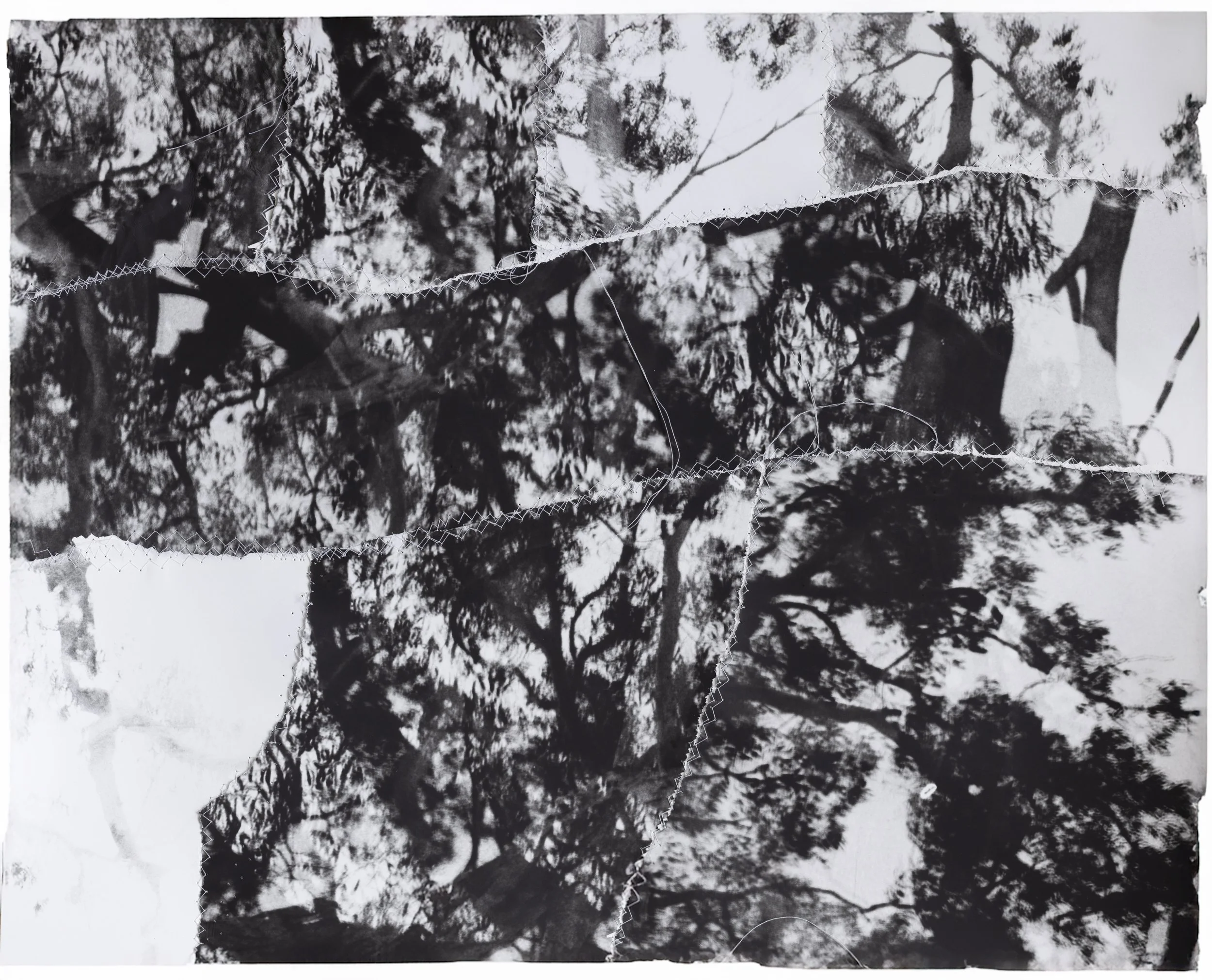 Asher Milgate |  UNDER ITS SHADE WE REJOICED