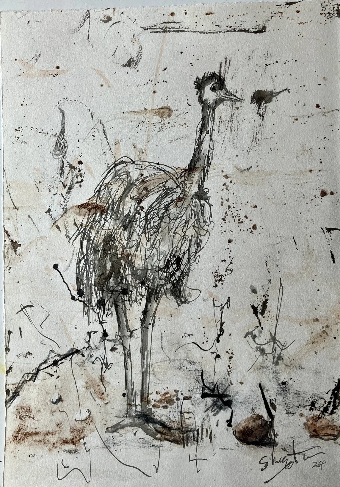 Patrick Shirvington | Emu Study