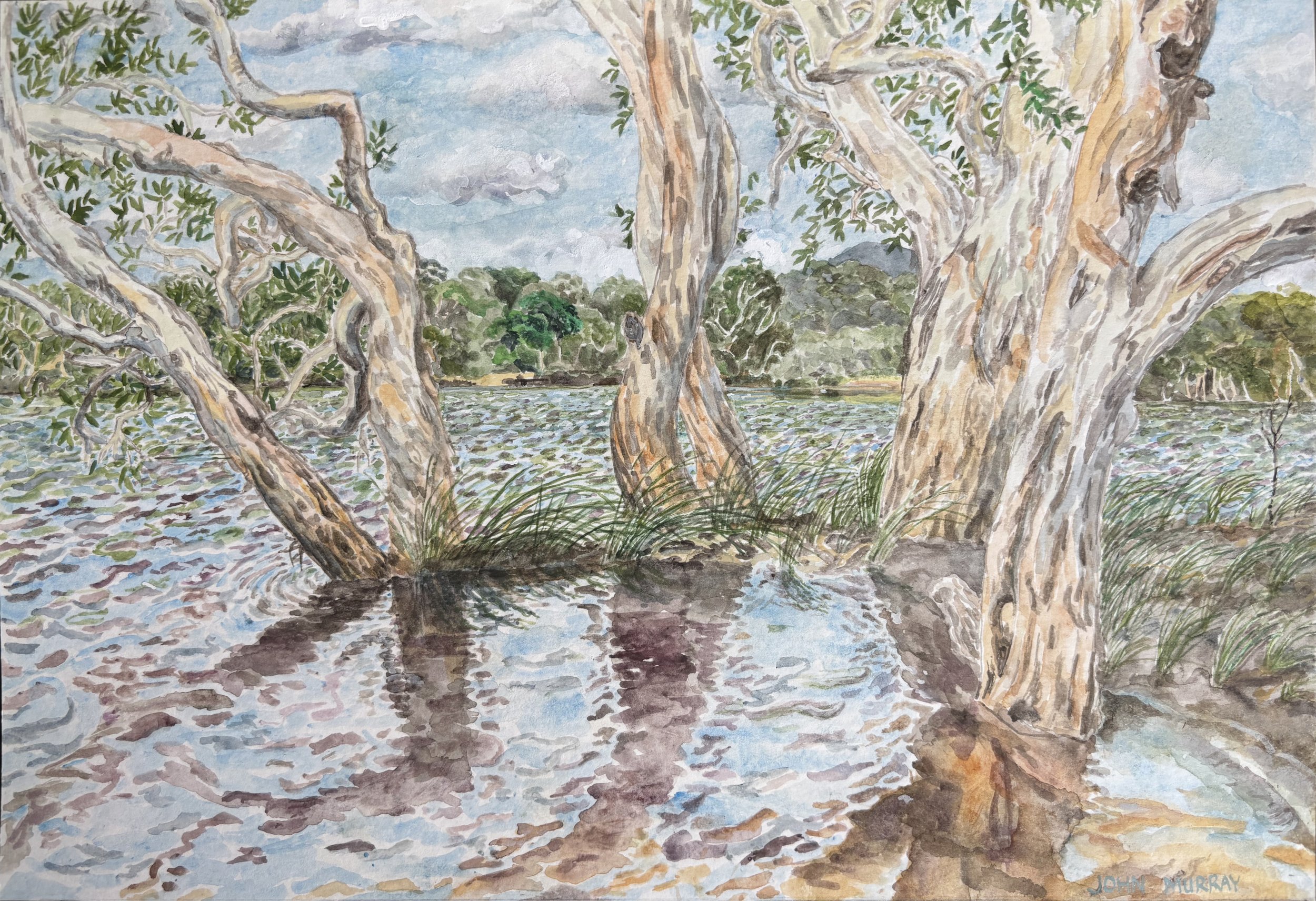 JOHN MURRAY | Melalucas at Myall Lakes #1, Worimi Country