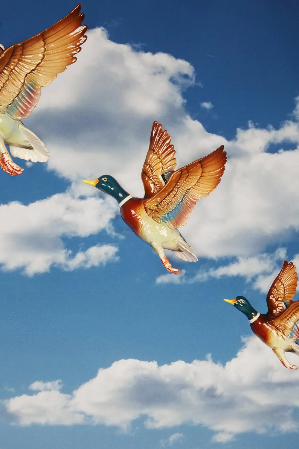 Claudia Chan Shaw | South for the winter The ducks make a break for it.