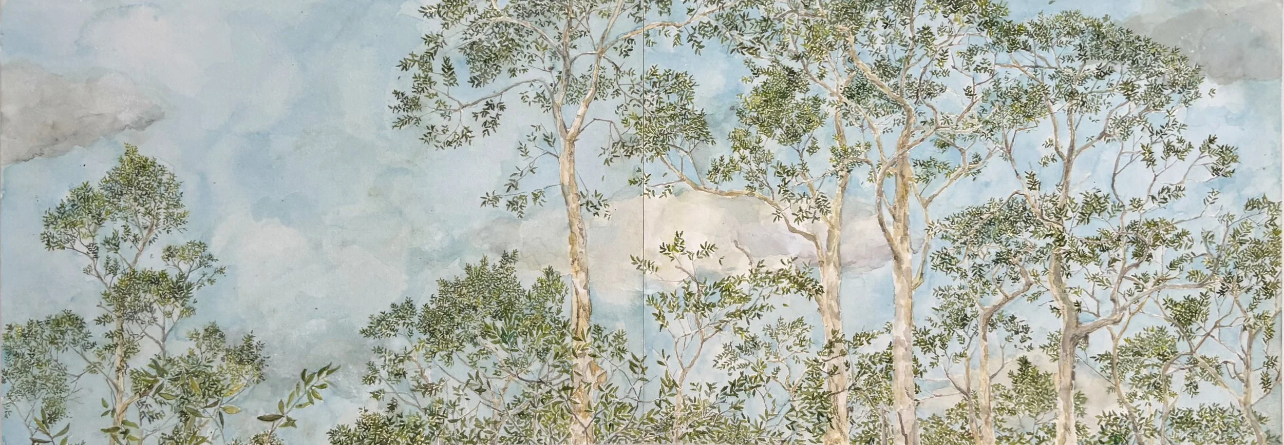 JOHN MURRAY | Melaluca Tree Tops in Dunghutti Country