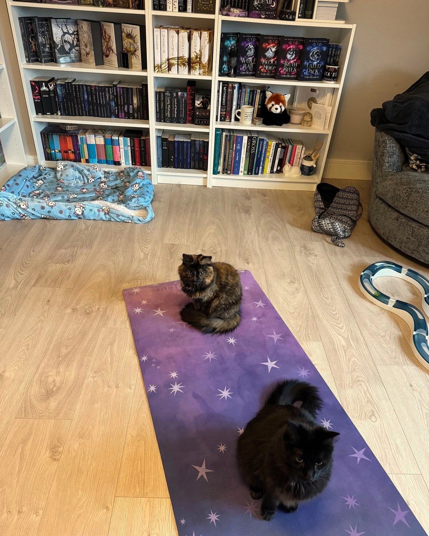 After a nasty bout of food poisoning, it feels really good to be able to exercise again. The cats are annoyed about the bathroom renovations ruining their fun, so they've decided to join in on yoga time 🥰  It's all very cute until you get headbutted