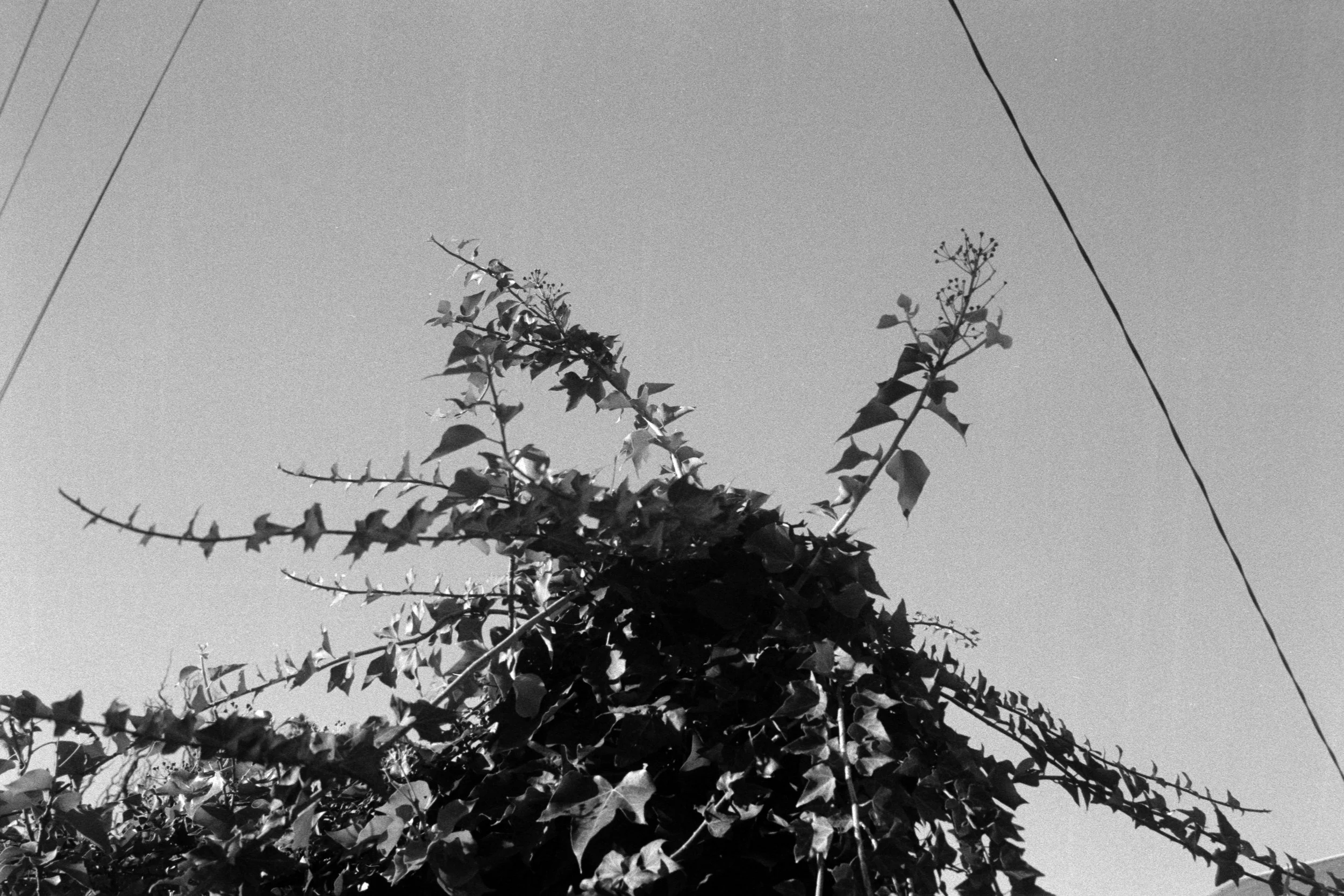 DSCF0775.jpg