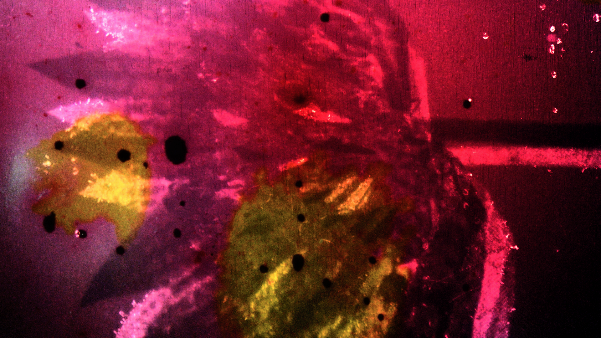 PROJECTED PLANTS