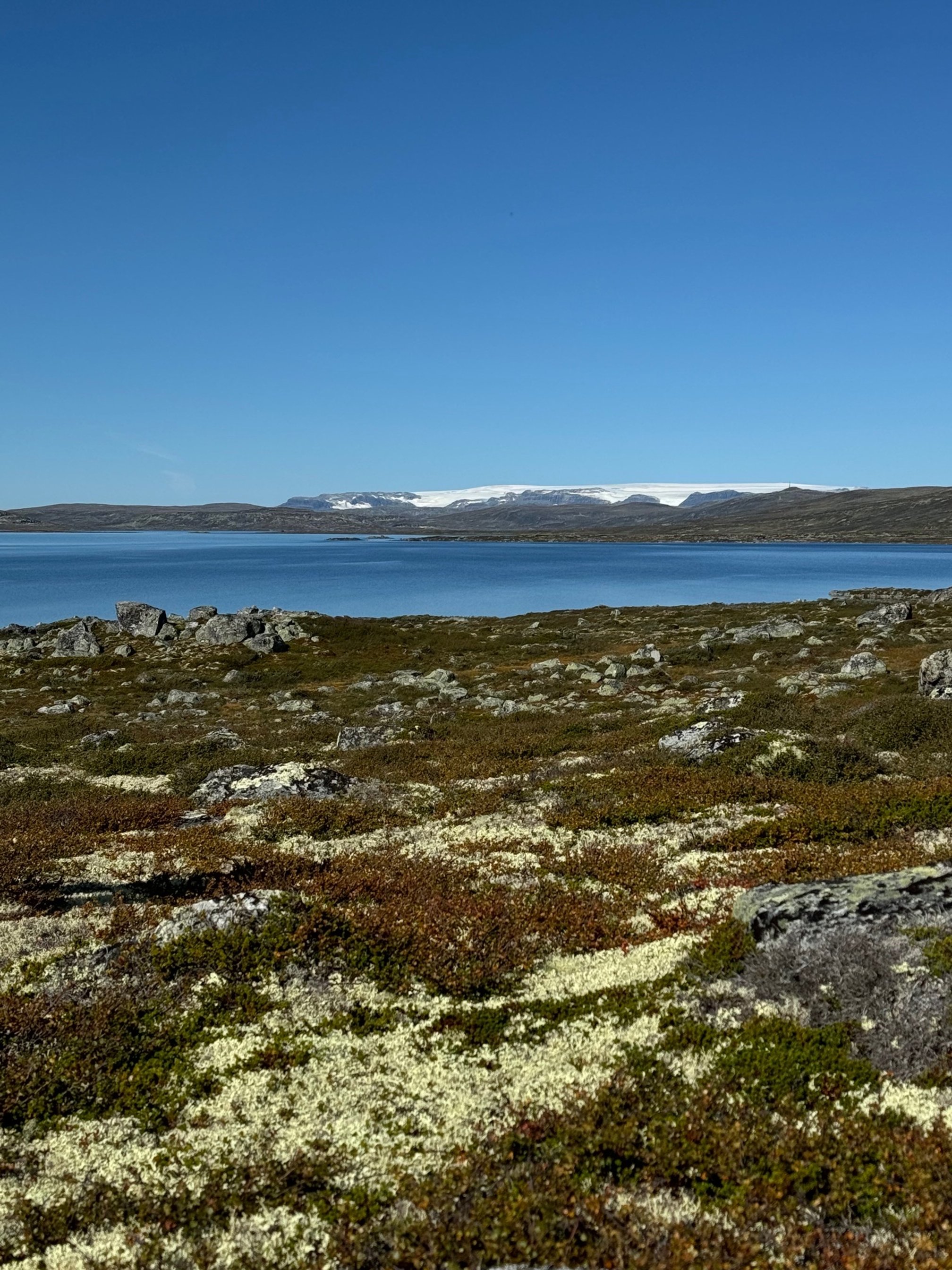 Fuglehundtrening i fjellet