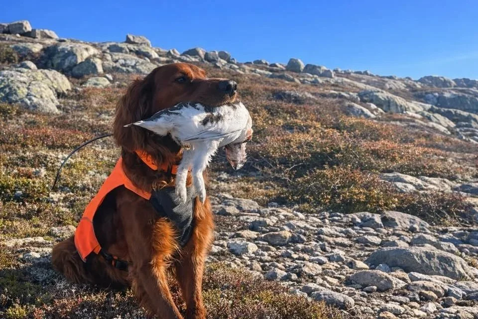 Velkommen til Apportkurs