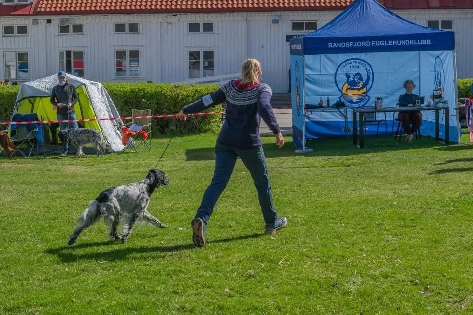 Utstillingstrening - for fuglehunder