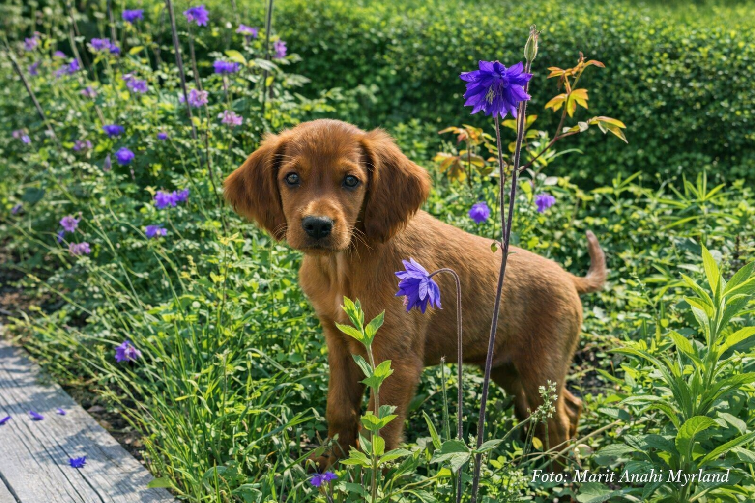 🐾  Valpekurs i Mo hundepark 🐾