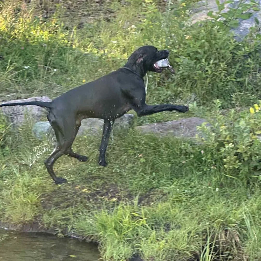 🐾Apporttreninger før klubbmesterskapet 