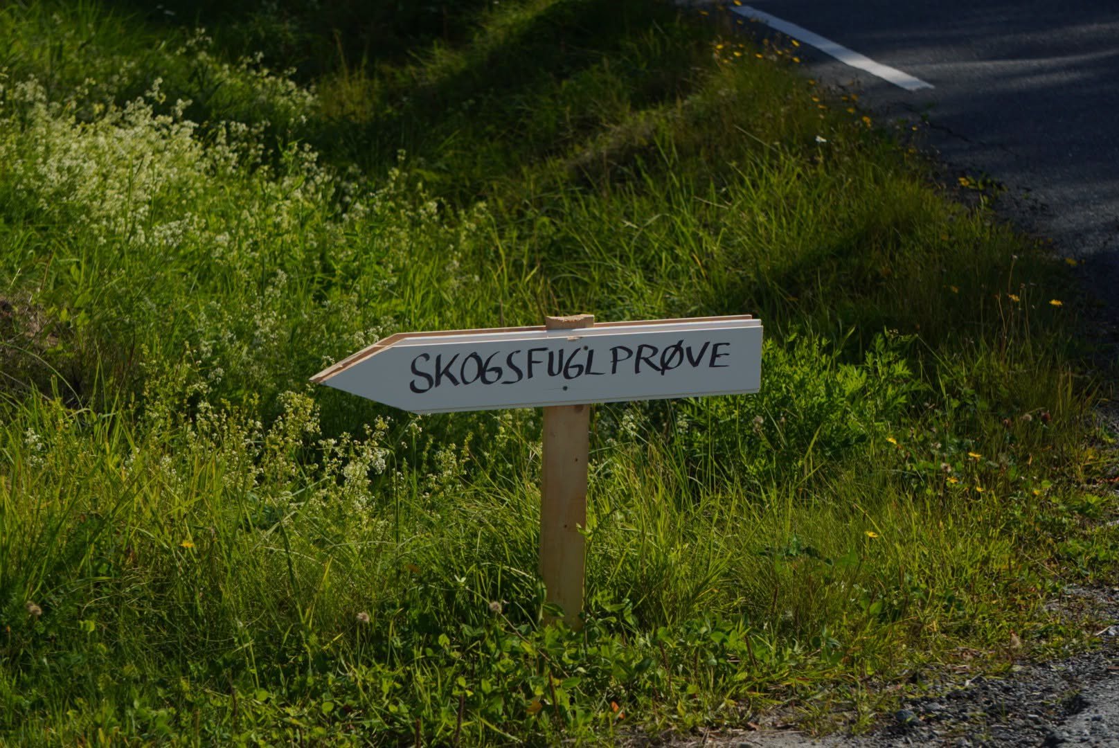 Vel blåst skogsfuglprøve på Veståsen!