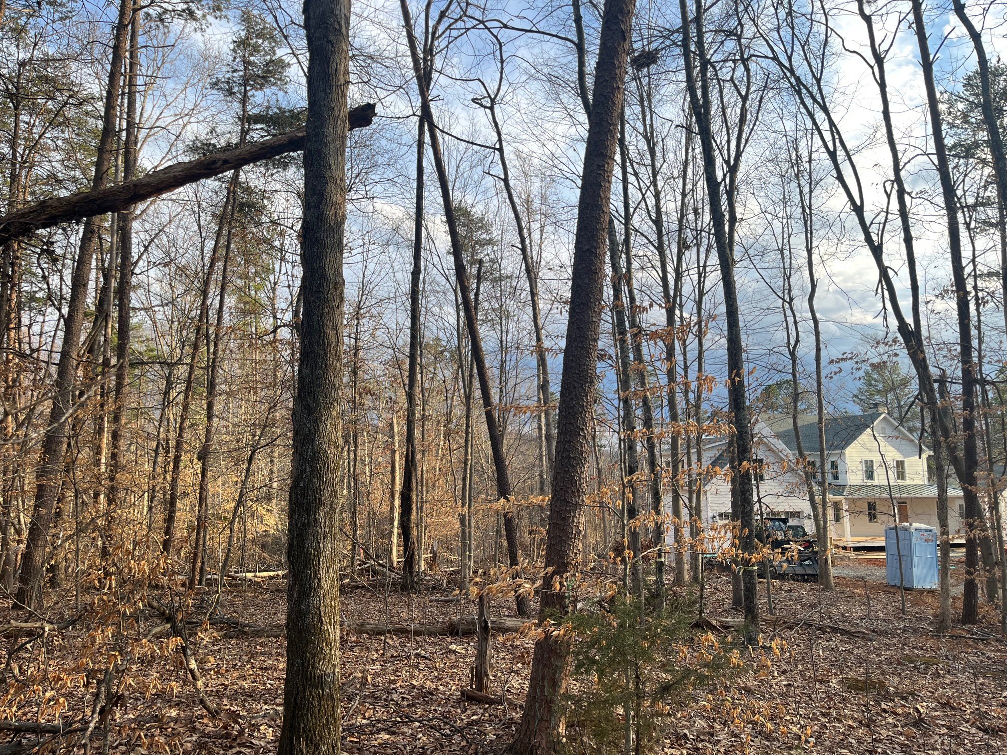 Forestry mulching for new construction in Crozet - before image