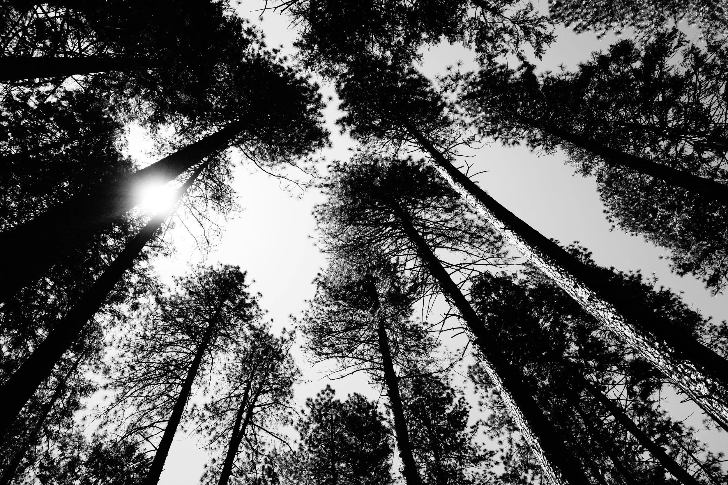 Looking up at tall trees in a forest with the sun shining through the branches, black and white photo.