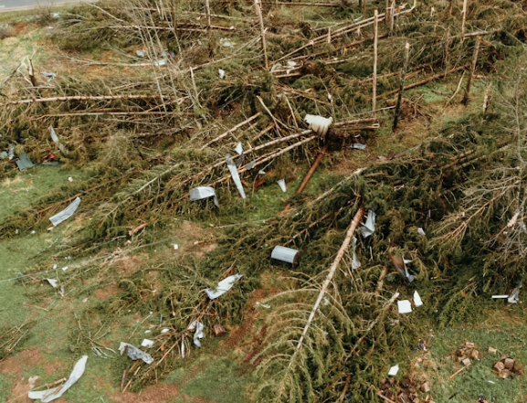 A tree surgeon wearing safety gear is using a chainsaw to cut a large tree branch. He is equipped with a harness and protective helmet. The surrounding area is lush with green leaves.