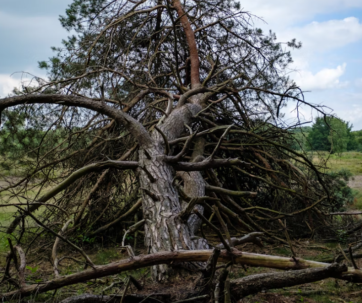 A tree surgeon wearing safety gear is using a chainsaw to cut a large tree branch. He is equipped with a harness and protective helmet. The surrounding area is lush with green leaves.