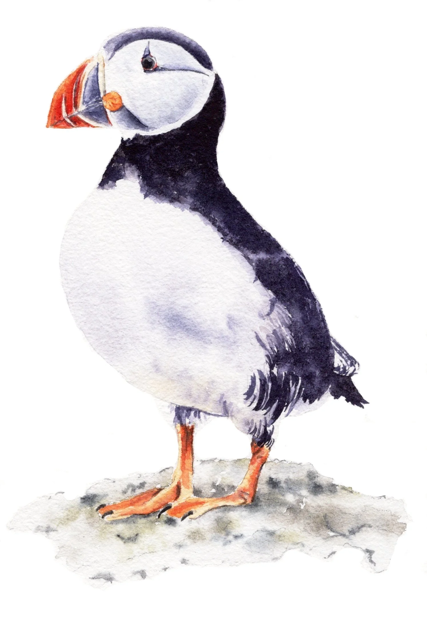 Puffin