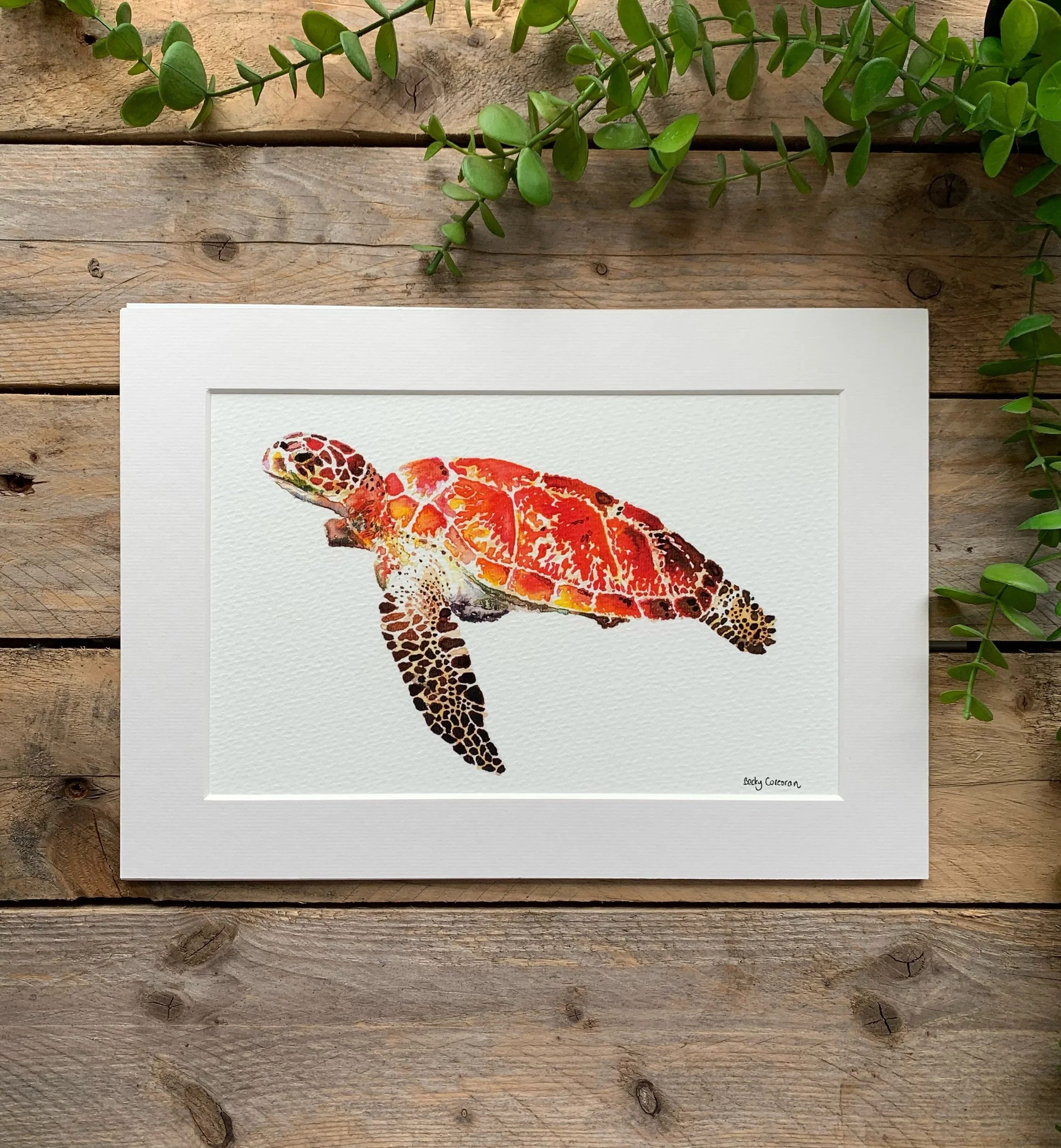 Turtle Fine Art Print