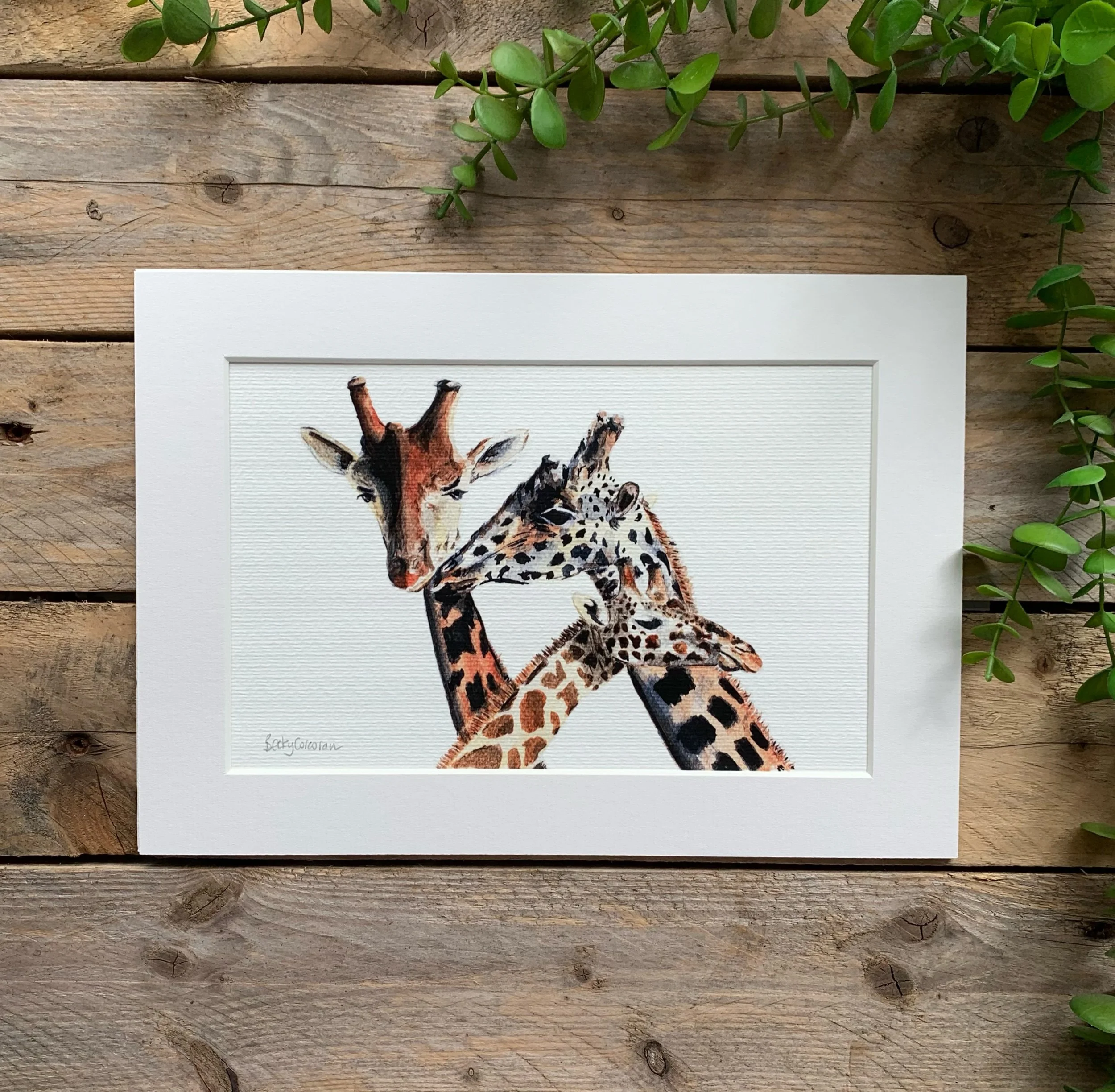 Giraffes Fine Art Print