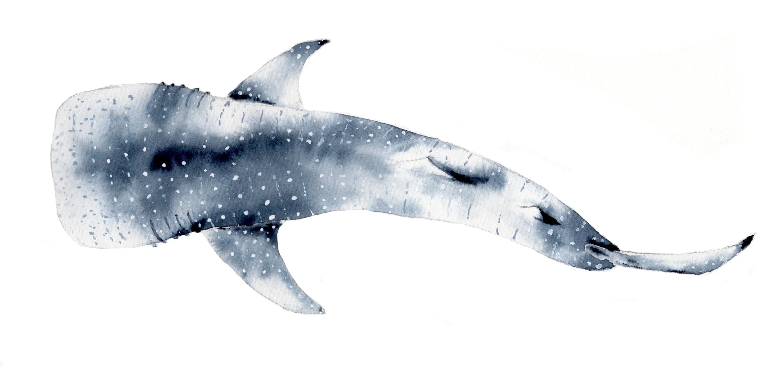 Whale Shark
