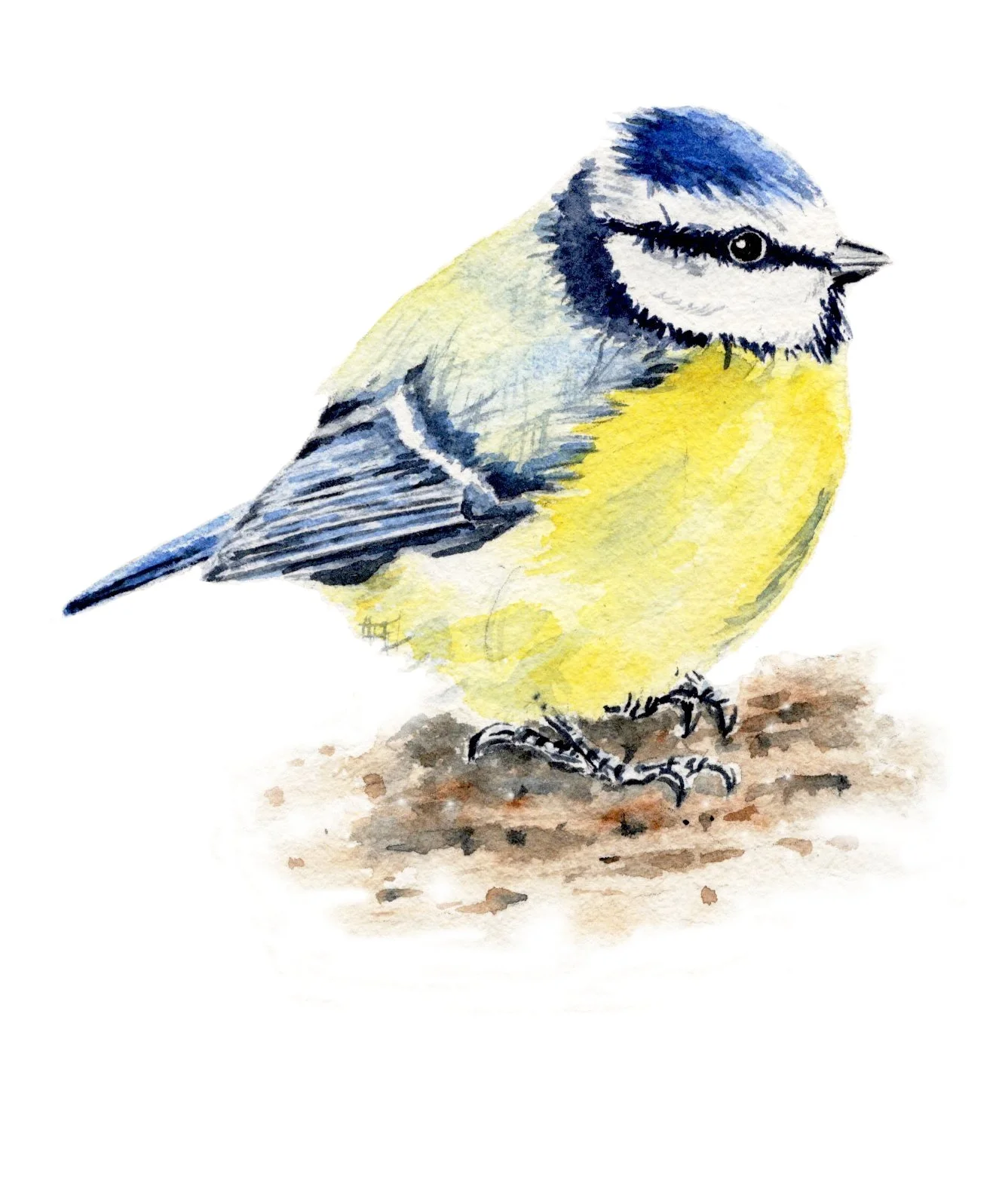 Bluetit