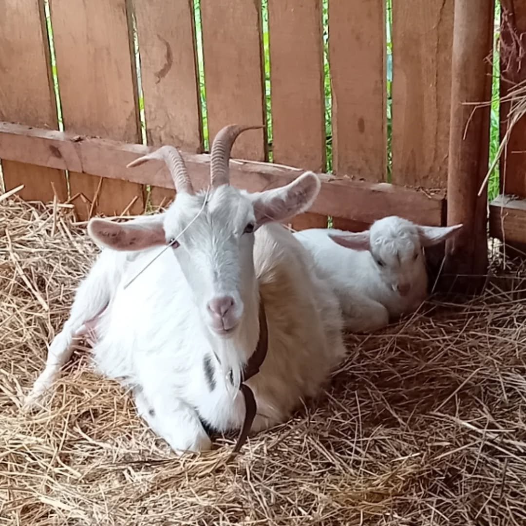 The circle of life still goes on......
New baby's born on the farm! 
#offgrid #goat #babygoats #goatsofinstagram #glamping #goatpetting #offgridportugal