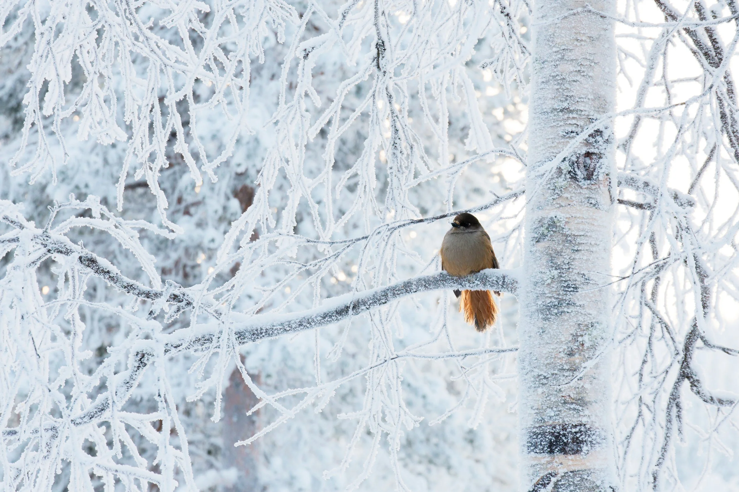 Mésangeai imitateur III.jpg