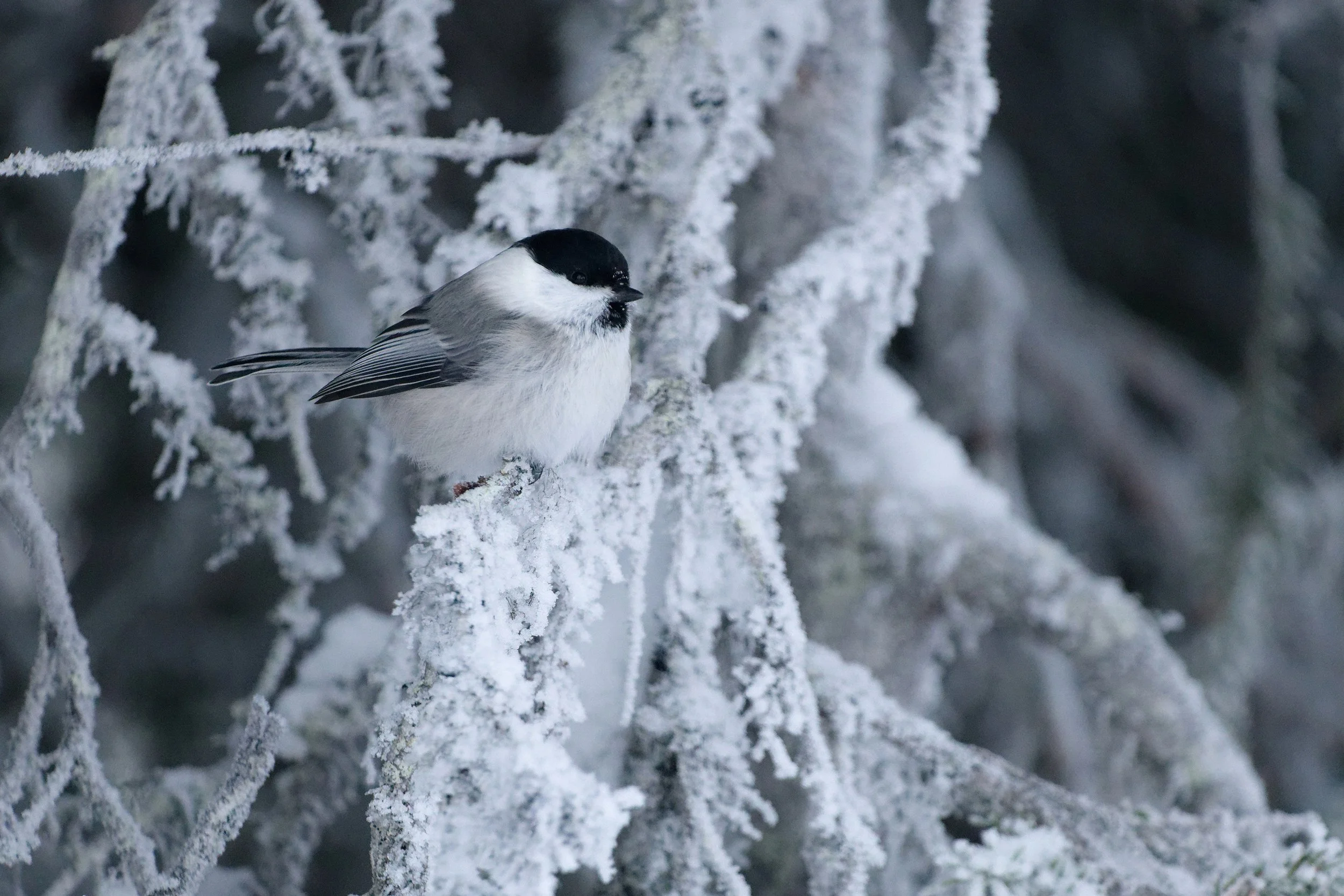 Mésange boréale II.jpg