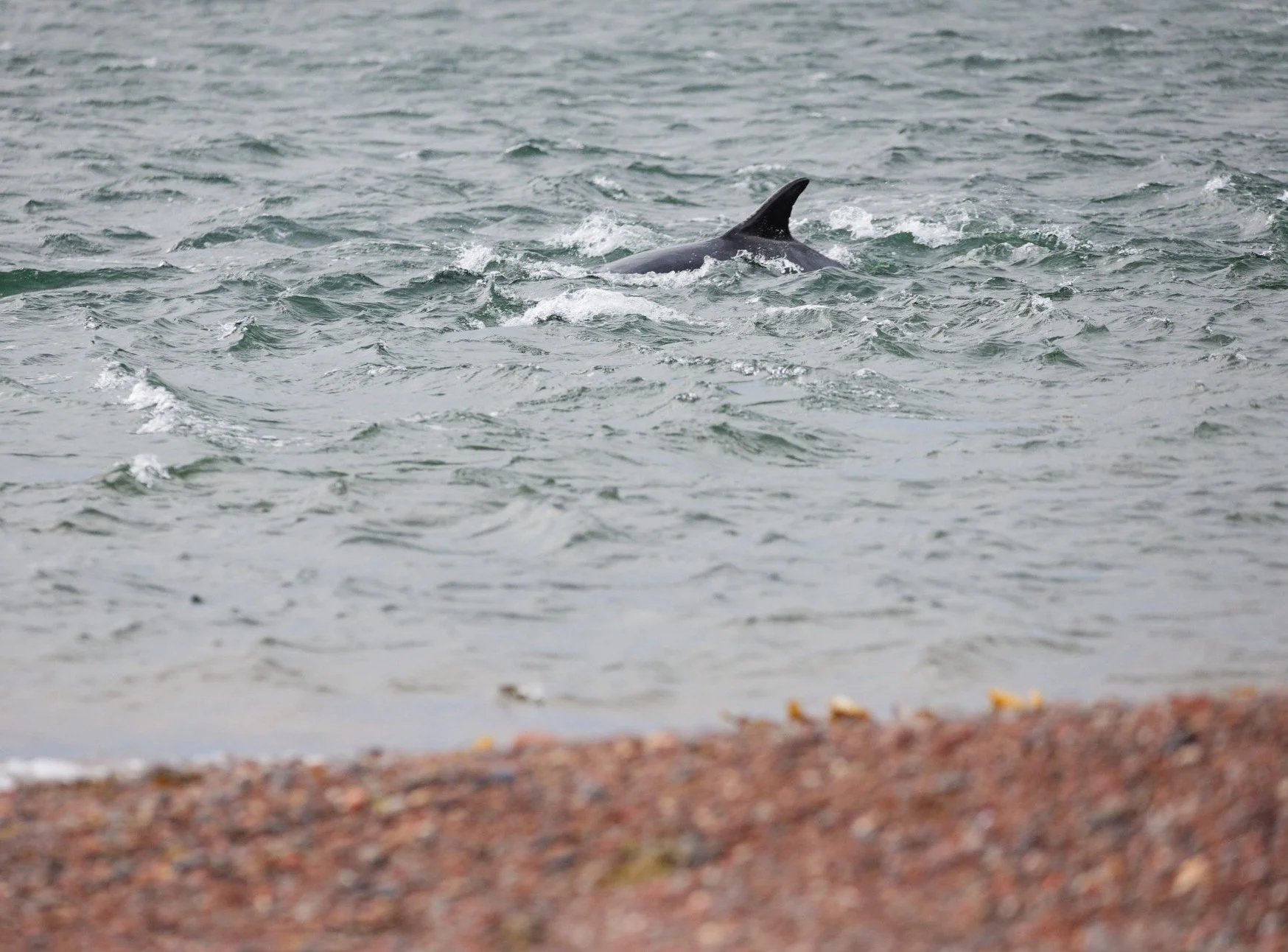 Grand+dauphin+proche+de+la+plage+%C2%A9MarieAure.jpg