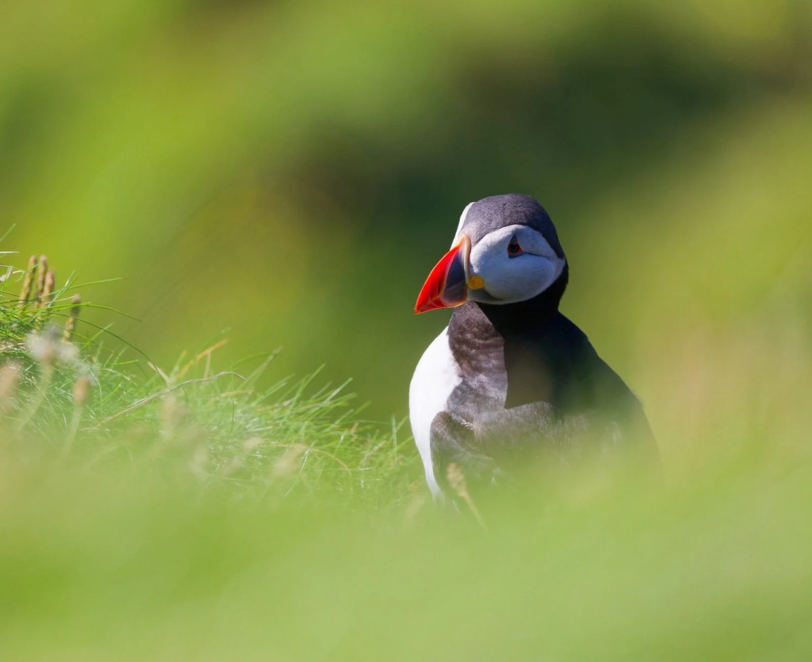 Macareux+moine+dans+l%27herbe+%C2%A9MarieAure.jpg